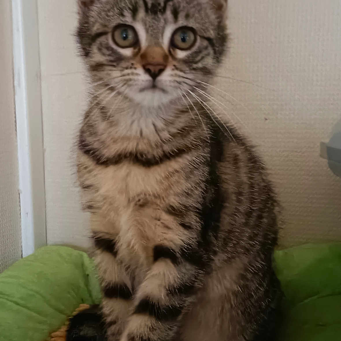 Merveille a rejoint le concours — aidez-le/la à gagner de superbes lots ! abyssinian, angora, animal, cat, couch, cushion, egyptiancat, furniture, homedecor, kitten, manx, pet, siamese