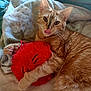 animal, bed, blanket, cat, comfort, cozy, cute, feline, fur, ginger_cat, indoor, paw, pet, playful, red_toy, relaxed, sleepy, tongue_out, toy, whiskers