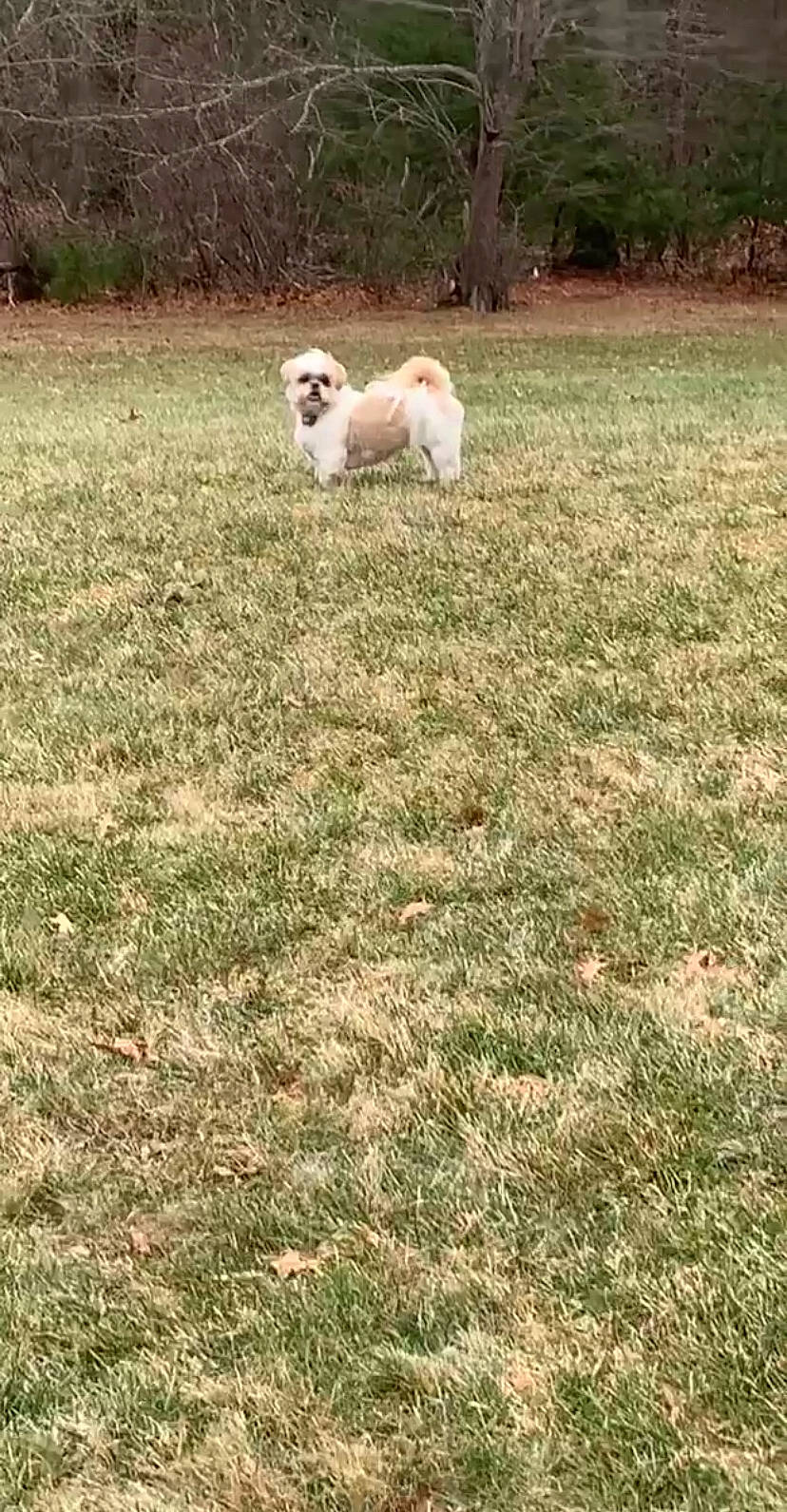 Rocco joined the competition — help win amazing prizes! canidae, carnivore, companion_dog, dog, dog_breed, grass, lawn, maltese, mammal, non_sporting_group, pomeranian, shih_tzu, sporting_group, vertebrate