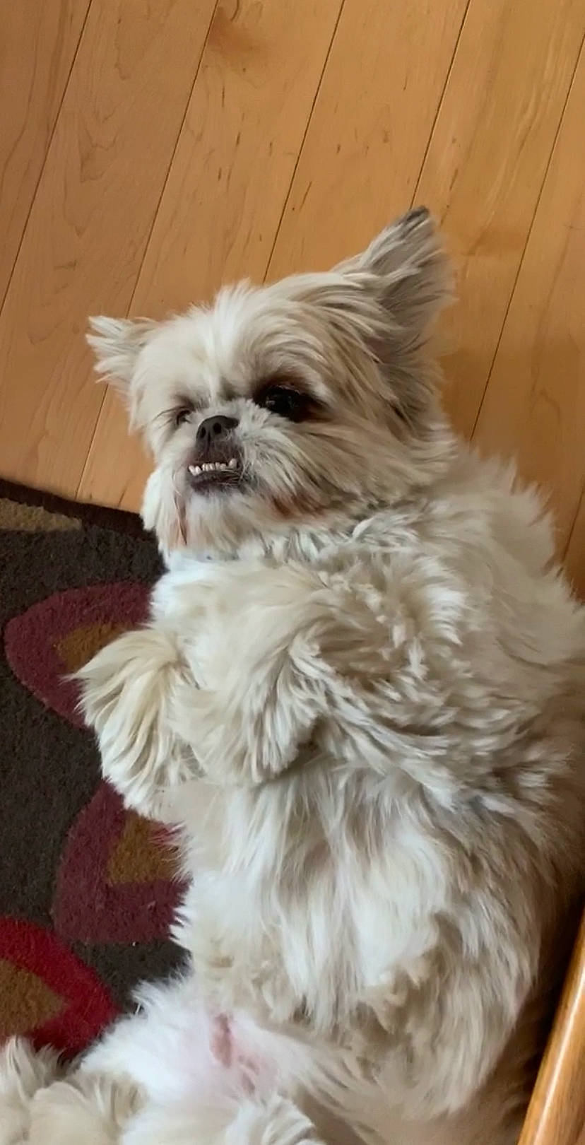Rocco joined the competition — help win amazing prizes! bolonka, canidae, carnivore, chinese_imperial_dog, companion_dog, dog, dog_breed, lhasa_apso, liver, lowchen, maltepoo, mammal, morkie, pekapoo, puppy, rare_breed_dog, shih_tzu, snout, toy_dog, vertebrate