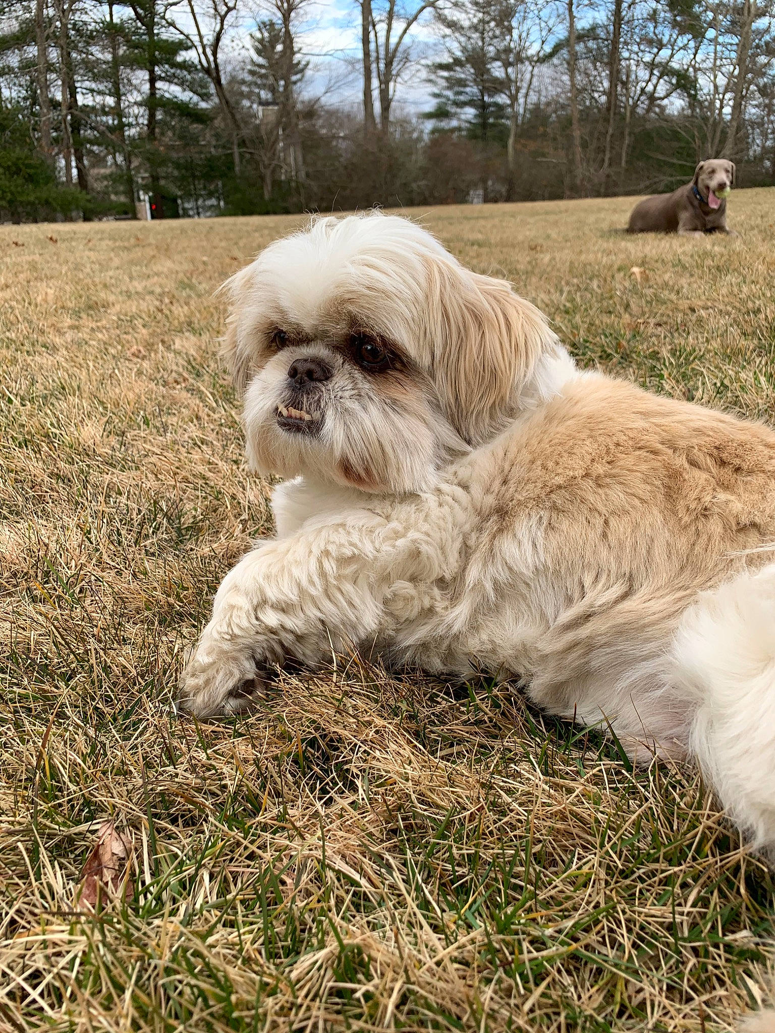 Rocco is registered to the contest to win money with this photo: canidae, carnivore, chinese_imperial_dog, companion_dog, dog, dog_breed, grass, havanese, lhasa_apso, lowchen, mammal, non_sporting_group, petit_basset_griffon_vendeen, rare_breed_dog, shih_tzu, snout, sporting_group, tibetan_terrier, toy_dog, vertebrate