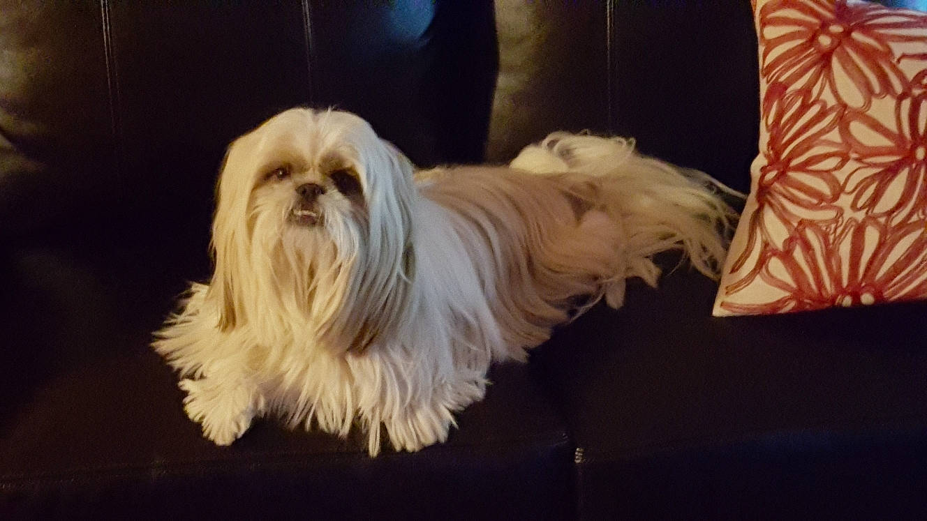 Rocco is registered to the contest to win money with this photo: canidae, carnivore, chinese_imperial_dog, companion_dog, dog, dog_breed, fur, havanese, lhasa_apso, lowchen, maltepoo, maltese, mammal, non_sporting_group, rare_breed_dog, shih_tzu, sporting_group, tibetan_terrier, toy_dog, vertebrate