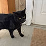 Remy is registered to the contest to win money with this photo: black_cat, cat, animal, pet, indoor, floor, door, doormat, curious, yellow_eyes, whiskers, fur, standing, wood_paneling, home, domestic_animal, closeup, mammal, quiet, alert