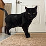 black_cat, cat, indoor, carpet, door, wooden_furniture, pet, animal, curious, walking, tail, floor, domestic_animal, feline, close_up, house, home, mammal, whiskers, eyes
