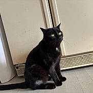 Remy is registered to the contest to win money with this photo: black_cat, cat, pet, indoor, floor, refrigerator, trash_bin, yellow_eyes, fur, sitting, side_view, domestic_animal, household, kitchen, animal, mammal, whiskers, tail, curious, texture