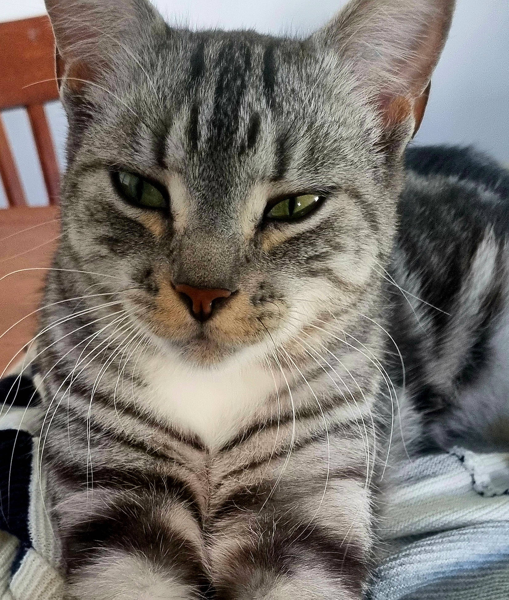 Lucifer joined the competition — help win amazing prizes! carnivore, cat, chair, claw, close_up, domestic_short_haired_cat, felidae, fur, paw, small_to_medium_sized_cats, snout, terrestrial_animal, whiskers