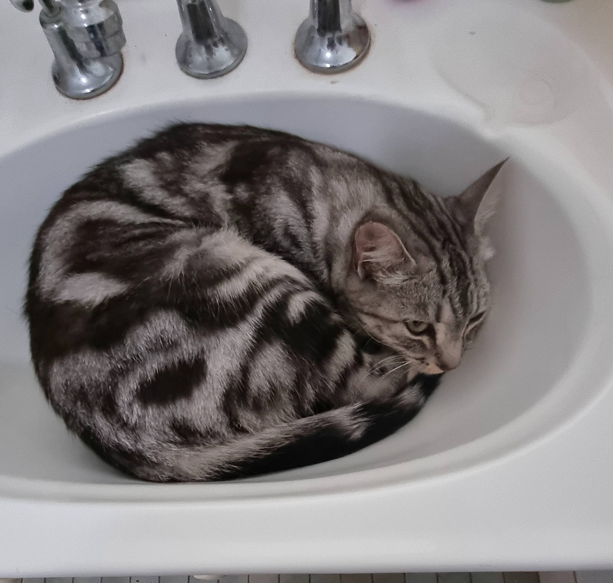 Lucifer is registered to the contest to win money with this photo: bathroom, bathroom_sink, carnivore, cat, cat_bed, comfort, domestic_short_haired_cat, eye, felidae, fur, grey, plumbing, plumbing_fixture, sink, small_to_medium_sized_cats, snout, tail, tap, terrestrial_animal, whiskers