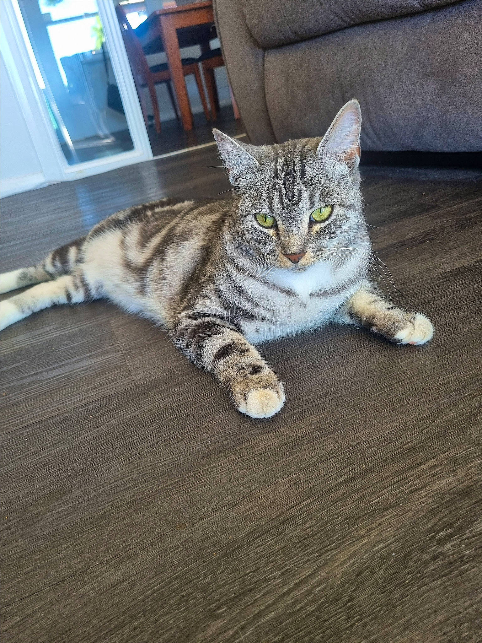 Lucifer joined the competition — help win amazing prizes! carnivore, cat, claw, comfort, domestic_short_haired_cat, felidae, floor, flooring, fur, grey, hardwood, paw, sitting, small_to_medium_sized_cats, snout, tail, terrestrial_animal, whiskers, wood, wood_flooring