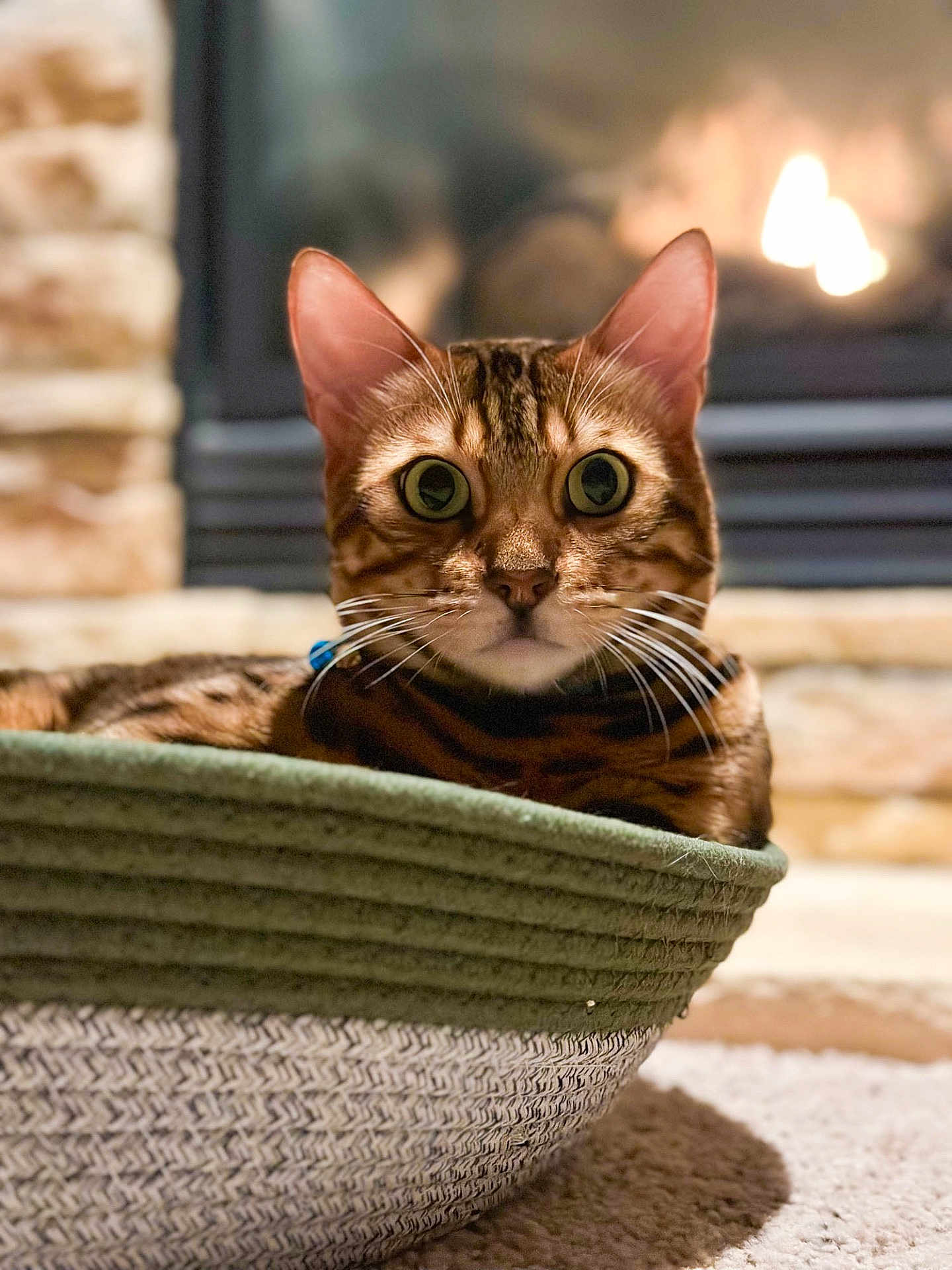 Orion joined the competition — help win amazing prizes! cat, bengal_cat, pet, animal, basket, indoor, fireplace, cozy, fur, whiskers, ears, eyes, curious, relaxing, home, carpet, close_up, mammal, domestic_animal, warm_lighting
