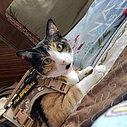 Yuki is registered to the contest to win money with this photo: cat, calico_cat, pet, harness, camo_pattern, bed, pillow, blanket, indoor, portrait, green_eyes, whiskers, paws, collar, tag, buckle, fabric, close_up, looking_at_camera, fur_pattern