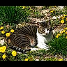 Little Bit joined the competition — help win amazing prizes! cat, tabby_cat, outdoor, grass, dandelion, flower, sunlight, nature, animal, pet, relaxing, resting, greenery, flora, wildflower, laying, mammal, garden, summer, daytime