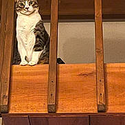 Little Bit joined the competition — help win amazing prizes! cat, tabby, wooden_railing, indoor, pet, animal, curious, feline, perched, looking, ears, whiskers, paws, closeup, house, cozy, brown, white, striped, domestic_cat