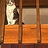 cat, tabby, wooden_railing, indoor, pet, animal, curious, feline, perched, looking, ears, whiskers, paws, closeup, house, cozy, brown, white, striped, domestic_cat