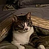 Little Bit is registered to the contest to win money with this photo: cat, tabby_cat, white_cat, bed, blanket, indoor, pet, feline, animal, resting, curious, fur, paw, laying, cozy, domestic, cute, eyes, whiskers, patterned