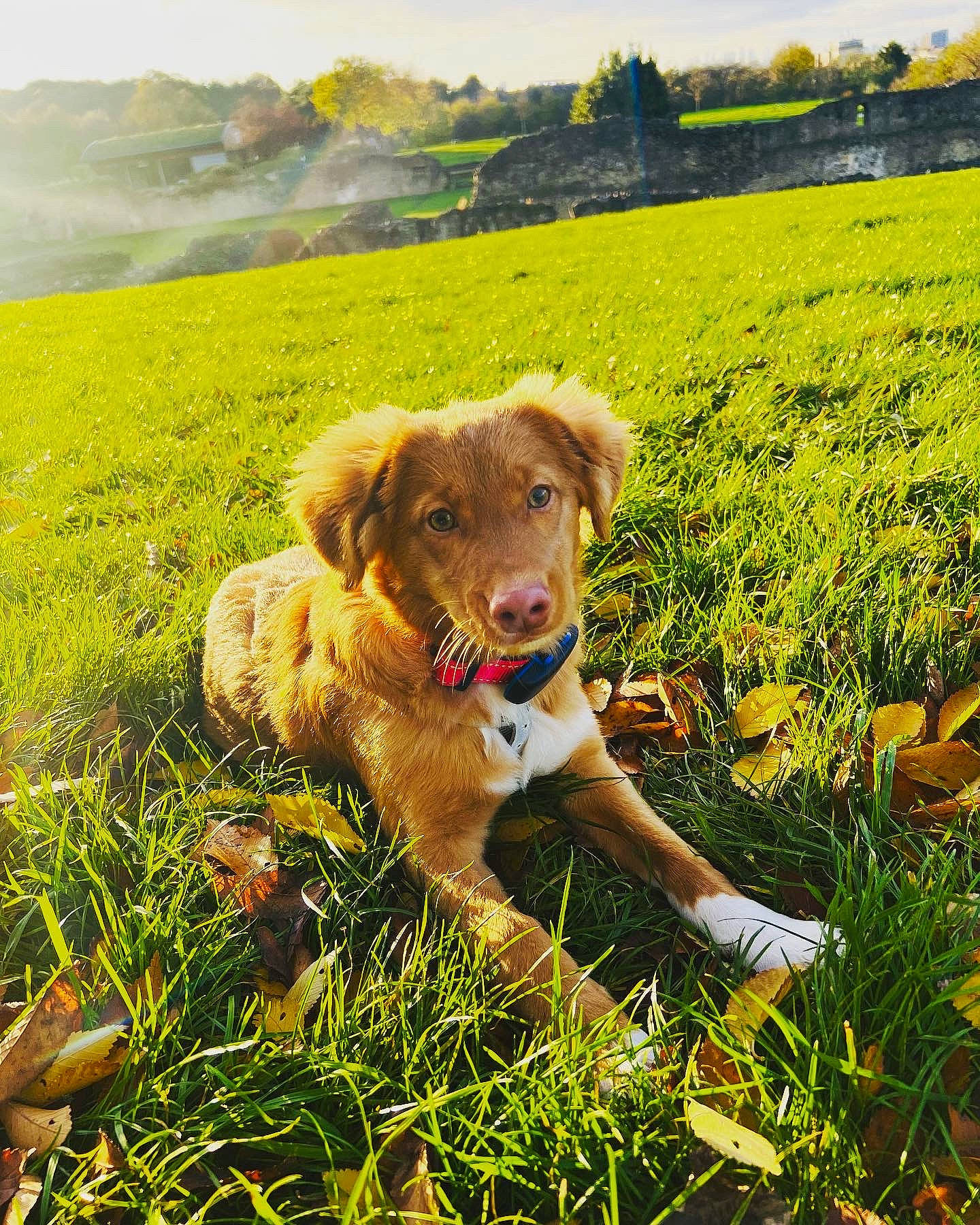 Gatsby is registered to the contest to win money with this photo: carnivore, companion_dog, dog, dog_breed, fawn, grass, grass_family, grassland, happy, landscape, meadow, morning, natural_landscape, people_in_nature, plant, rural_area, sky, sunlight, tree, working_animal
