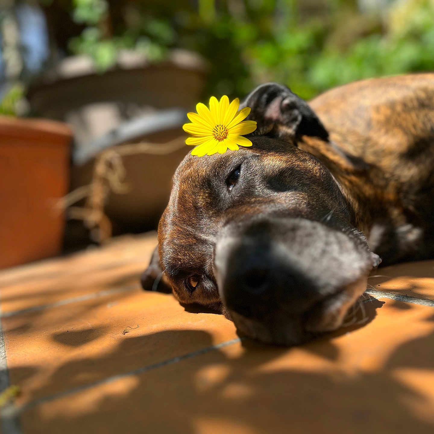 Bella participe au concours pour gagner de l'argent avec cette photo : animal, boxer, bulldog, canine, daisy, dog, flower, flowerarrangement, frenchbulldog, hound, labradorretriever, leaf, pet, petal, pitbull, plant, pottedplant, puppy, sunflower, wood