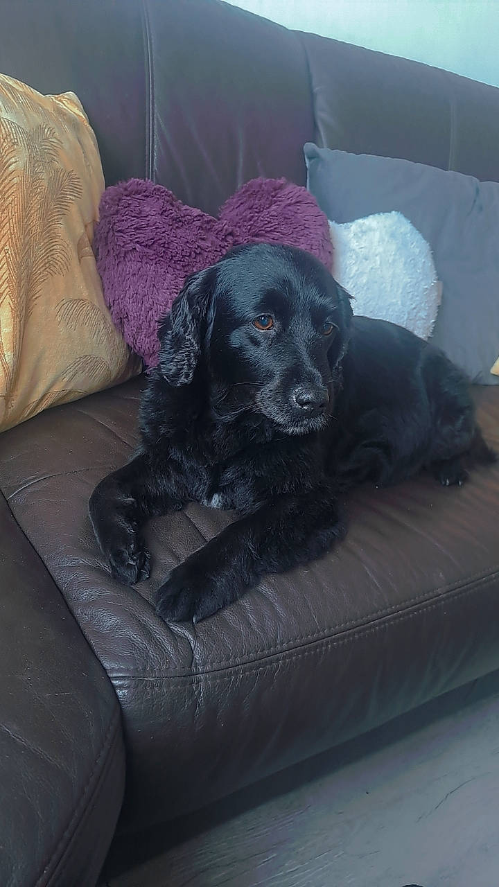 Hamour participe au concours pour gagner de l'argent avec cette photo : borador, canidae, carnivore, comfort, companion_dog, couch, dog, dog_breed, flooring, fur, grey, gun_dog, living_room, sofa_bed, spaniel, sporting_group, studio_couch, working_animal