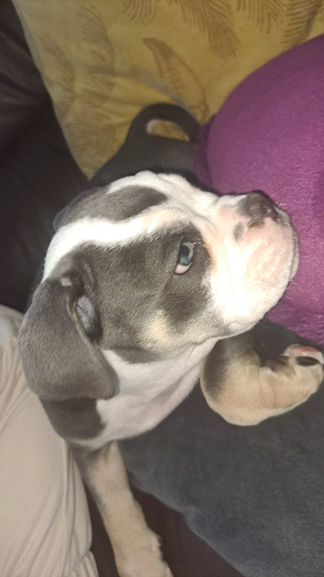 Umi participe au concours pour gagner de l'argent avec cette photo : bored, carnivore, collar, comfort, companion_dog, dog, dog_breed, ear, fawn, fur, non_sporting_group, puppy, puppy_love, snout, sporting_group, whiskers, working_animal