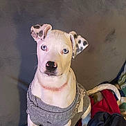 Hank Shepherd joined the competition — help win amazing prizes! dog, puppy, sweater, couch, blue_eyes, spotted_ears, pink_nose, paw, tail, blanket, indoor, pet, portrait, looking_at_camera, sitting, cozy, furniture, textile, companion, domestic_interior