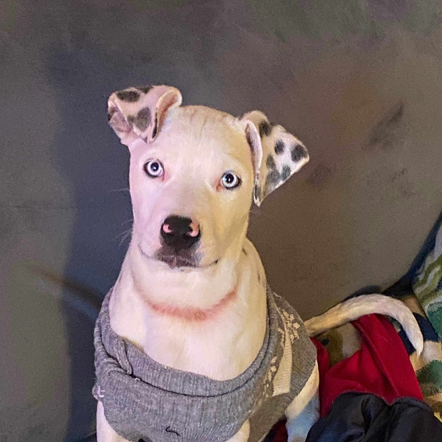 Hank Shepherd joined the competition — help win amazing prizes! blanket, blue_eyes, companion, couch, cozy, dog, domestic_interior, furniture, indoor, looking_at_camera, paw, pet, pink_nose, portrait, puppy, sitting, spotted_ears, sweater, tail, textile