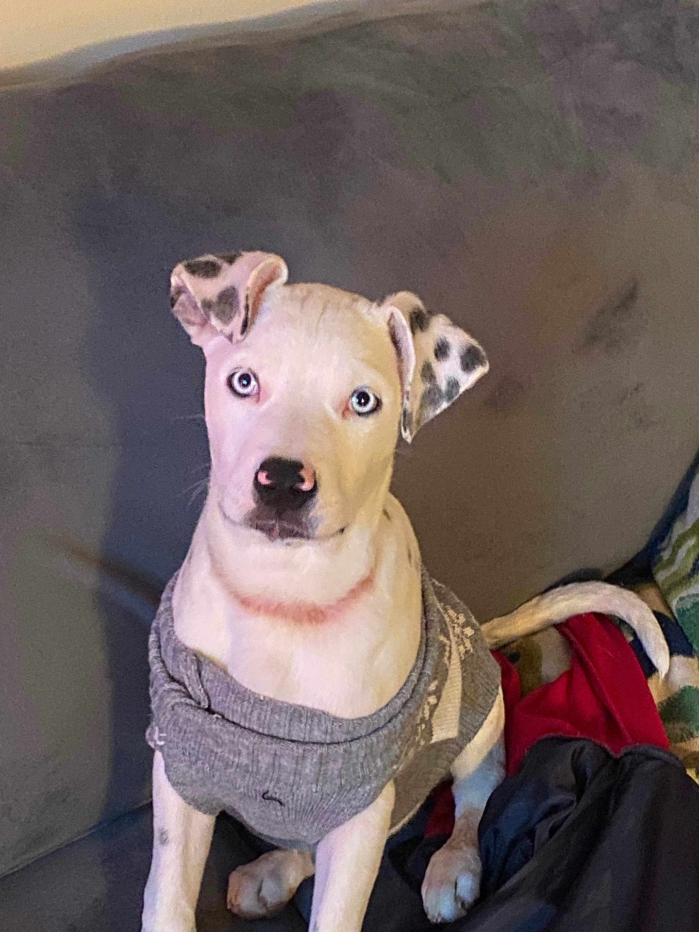 Hank Shepherd joined the competition — help win amazing prizes! dog, puppy, sweater, couch, blue_eyes, spotted_ears, pink_nose, paw, tail, blanket, indoor, pet, portrait, looking_at_camera, sitting, cozy, furniture, textile, companion, domestic_interior