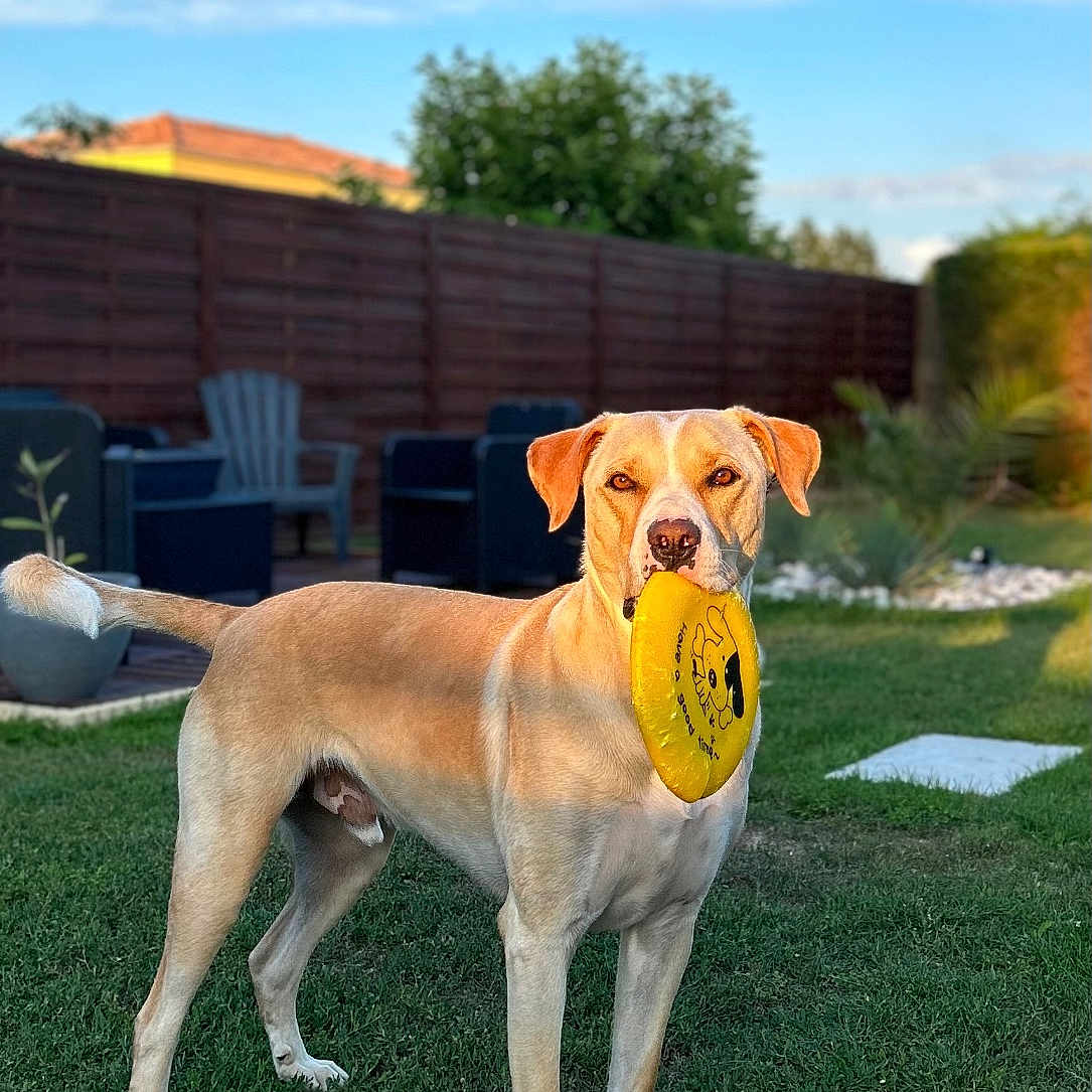 Pumba a rejoint le concours — aidez-le/la à gagner de superbes lots ! animal, backyard, blue_sky, canine, clouds, dog, fence, frisbee, garden, grass, happy, lawn, nature, outdoor, pet, play, summer, sunlight, toy, yellow