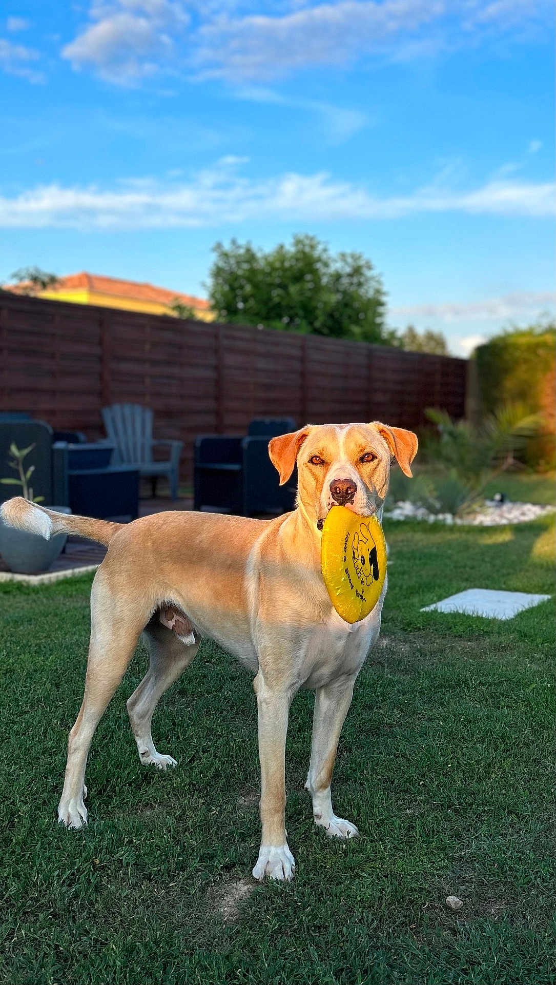 Pumba a rejoint le concours — aidez-le/la à gagner de superbes lots ! dog, frisbee, yellow, grass, lawn, outdoor, pet, canine, play, toy, summer, sunlight, fence, garden, blue_sky, clouds, backyard, nature, animal, happy