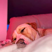 Pumba a rejoint le concours — aidez-le/la à gagner de superbes lots ! dog, sleeping, close_up, blanket, cozy, indoor, pet, resting, fur, animal, nap, pink_light, soft_focus, comfort, cute, relaxation, warm_colors, portrait, canine, peaceful