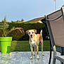 Pumba a rejoint le concours — aidez-le/la à gagner de superbes lots ! dog, outdoor, patio, plant, green_pot, chair, furniture, sunlight, shadow, hedge, grass, sky, animal, pet, standing, alert, backyard, daylight, nature, canine