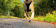 Pumba a rejoint le concours — aidez-le/la à gagner de superbes lots ! dog, running, outdoor, forest, road, trees, nature, sunny, playful, tongue_out, animal, pet, happy, motion, daylight, greenery, canine, path, summer, active