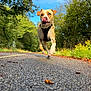 dog, running, outdoor, forest, road, trees, nature, sunny, playful, tongue_out, animal, pet, happy, motion, daylight, greenery, canine, path, summer, active