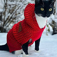 Colie is registered to the contest to win money with this photo: alert, animal, background_blur, black_and_white, cat, cold, cozy, cute, footprints, fur, knitted_clothing, nature, outdoor, pet, red_sweater, snow, standing, tree, whiskers, winter