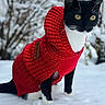 alert, animal, background_blur, black_and_white, cat, cold, cozy, cute, footprints, fur, knitted_clothing, nature, outdoor, pet, red_sweater, snow, standing, tree, whiskers, winter