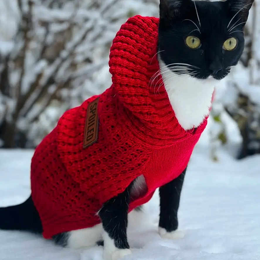 Colie is registered to the contest to win money with this photo: alert, animal, background_blur, black_and_white, cat, cold, cozy, cute, footprints, fur, knitted_clothing, nature, outdoor, pet, red_sweater, snow, standing, tree, whiskers, winter