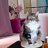 cat, tabby_cat, fluffy, pet, indoor, stool, flower_vase, purple_curtain, table, mirror, yellow_bottle, fur, white_chest, wide_eyes, alert, home_interior, decor, furniture, animal, domestic_cat