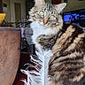 cat, tabby, fluffy, feather, living_room, couch, television, green_eyes, curious, indoor, pet, whiskers, furniture, carpet, door, houseplant, decoration, portrait, animal, domestic