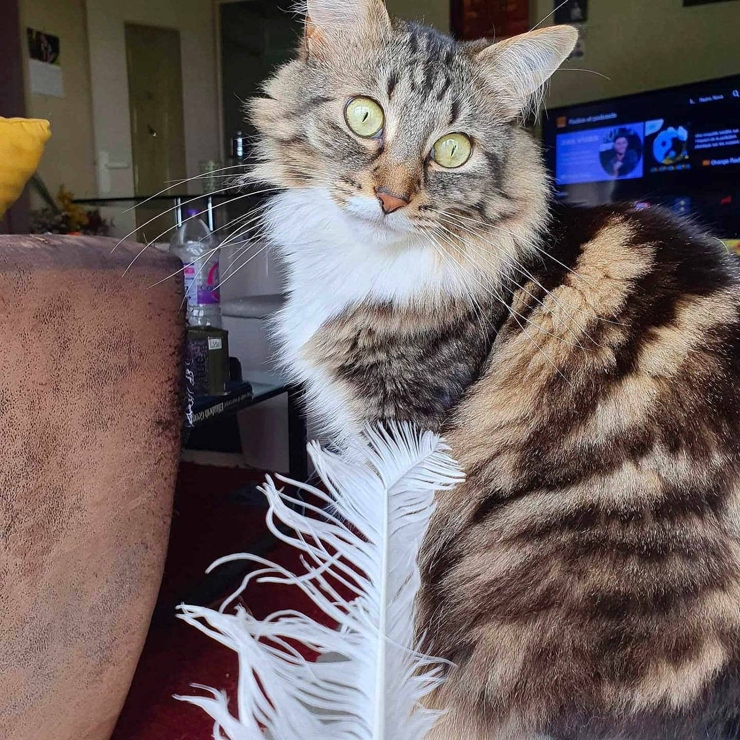 Louna