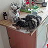 Louna a rejoint le concours — aidez-le/la à gagner de superbes lots ! cat, kitten, feline, kitchen, counter, food_bowl, pet, domestic_animal, furniture, tray, cup, plant, container, floor, indoor, household, curious, resting, two_cats, brown_tabby