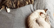Louna a rejoint le concours — aidez-le/la à gagner de superbes lots ! animal, bed, blanket, cat, cozy, curled_up, domestic_cat, feline, fur, indoor, light, patterned_blanket, peaceful, pet, quiet, relaxation, resting, shadow, sleeping, stretched_out