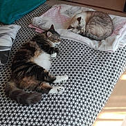 Louna participe au concours pour gagner de l'argent avec cette photo : cat, bed, blanket, towel, sleeping, indoor, patterned_bedspread, feline, resting, cozy, home, domestic_animal, fur, animal, relaxation, sunlight, floor, doorway, quiet, comfortable