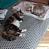 cat, bed, blanket, towel, sleeping, indoor, patterned_bedspread, feline, resting, cozy, home, domestic_animal, fur, animal, relaxation, sunlight, floor, doorway, quiet, comfortable