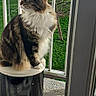 cat, tabby_cat, fluffy_fur, balcony, trash_bin, green_grass, tree, apartment_building, daylight, outdoor, window, white_fur, curious, sitting, pet, animal, urban, nature, fence, sunlight