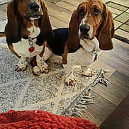 Daisy And Delilah joined the competition — help win amazing prizes! animal, architecture, beagle, building, canine, cushion, dog, electronics, furniture, homedecor, hound, indoors, interiordesign, livingroom, pet, plush, puppy, room, snout, toy