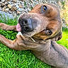 Paco participe au concours pour gagner de l'argent avec cette photo : animal, bodypart, boxer, bulldog, canine, dog, face, grass, head, hound, lawn, mouth, outdoors, person, pet, photography, plant, portrait, puppy, rock