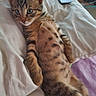 cat, kitten, tabby, striped_fur, pet, animal, lying_down, belly_up, wide_eyes, whiskers, ears, paws, bed, bedding, blanket, bedroom, remote_control, indoor, portrait, cute