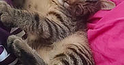 Bouba participe au concours pour gagner de l'argent avec cette photo : cat, kitten, tabby, sleeping, sleepy, lying_down, belly_up, paws, whiskers, ears, fur, striped_fur, pet, animal, bed, bedding, pink, purple, indoors, relaxed