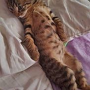 Bouba a rejoint le concours — aidez-le/la à gagner de superbes lots ! kitten, cat, tabby, feline, animal, pet, belly, paws, ears, whiskers, fur, striped, spotted, lying_down, relaxed, bed, bedding, blanket, indoor, portrait