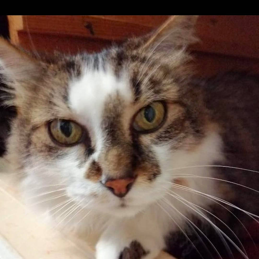 Boubouille a rejoint le concours — aidez-le/la à gagner de superbes lots ! carnivore, cat, computer_monitor, domestic_short_haired_cat, felidae, fur, head, iris, paw, photo_caption, small_to_medium_sized_cats, snout, square, whiskers, window