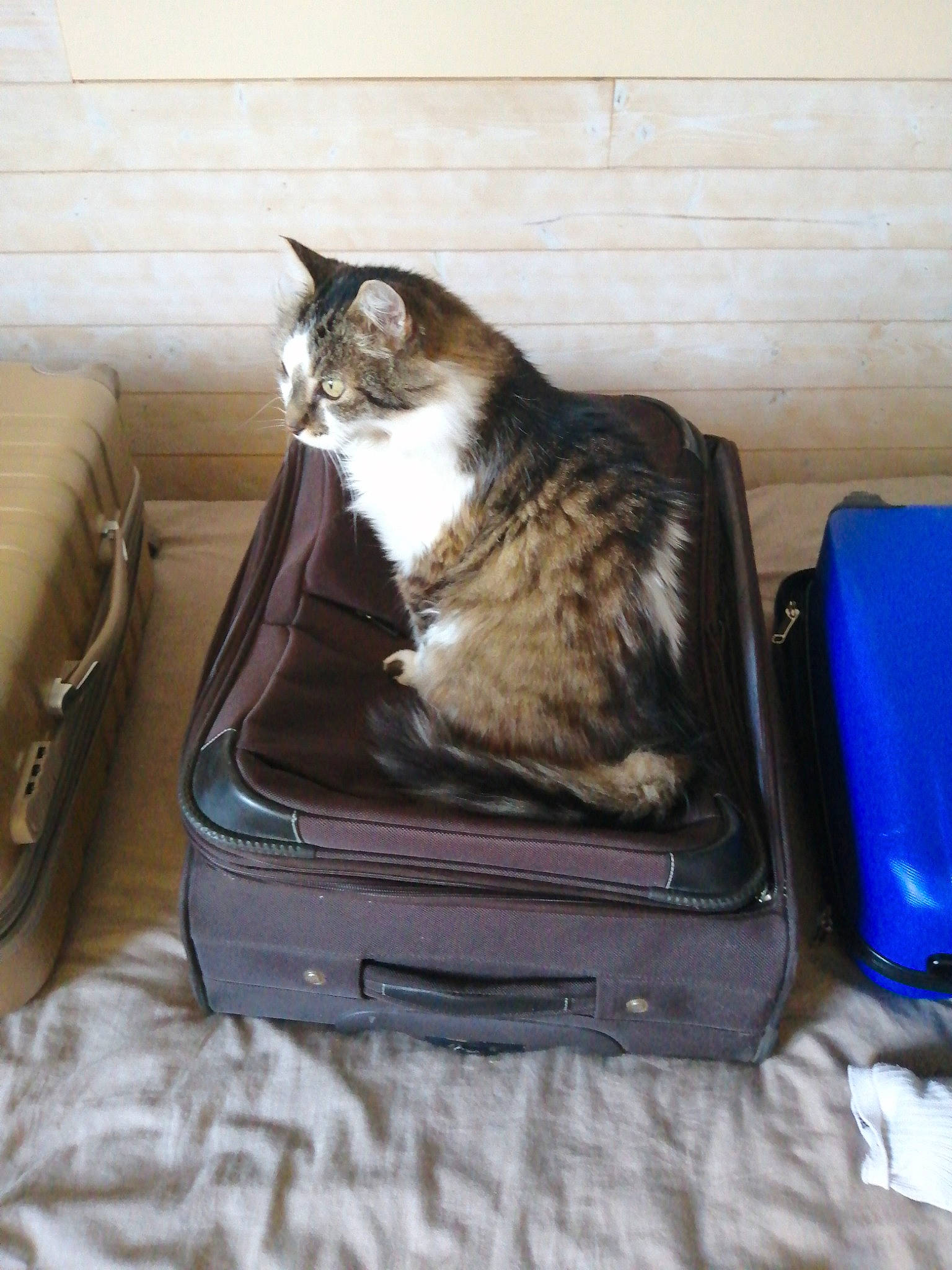 Boubouille a rejoint le concours — aidez-le/la à gagner de superbes lots ! bag, baggage, box, carnivore, cat, cat_supply, comfort, domestic_short_haired_cat, felidae, fur, hardwood, home_appliance, luggage_and_bags, pet_supply, room, small_to_medium_sized_cats, suitcase, tail, whiskers, wood