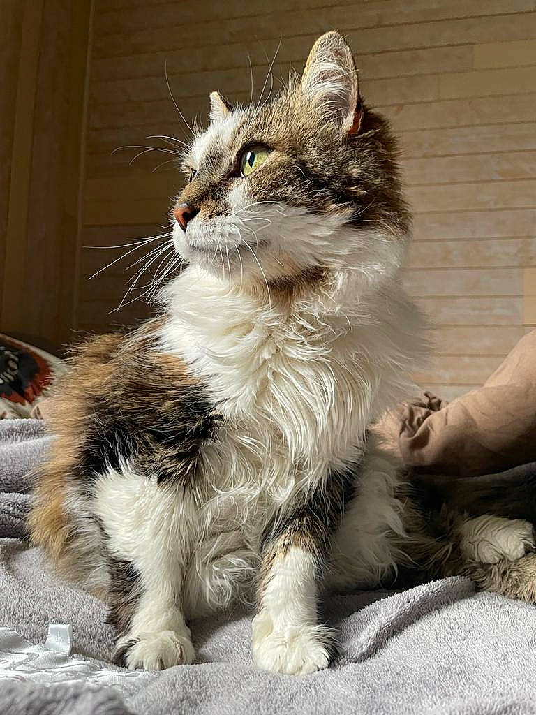 Boubouille a rejoint le concours — aidez-le/la à gagner de superbes lots ! carnivore, cat, claw, domestic_short_haired_cat, felidae, foot, fur, paw, sitting, small_to_medium_sized_cats, snout, tail, terrestrial_animal, whiskers, window